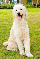 Goldendoodle Dogs for adoption in Marina del Rey, CA, USA