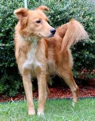 Golden Retriever Dogs for adoption in Little Rock, AR, USA
