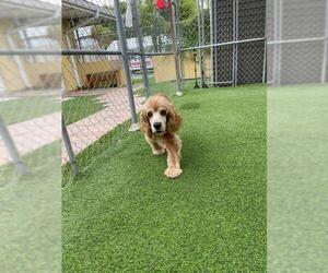 Cocker Spaniel Dogs for adoption in Miami, FL, USA