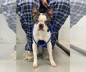 Boston Terrier Dogs for adoption in Waco, TX, USA
