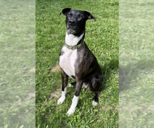 Boxer-Catahoula Leopard Dog Mix Dogs for adoption in Anchorage, AK, USA