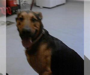 German Shepherd Dog-Unknown Mix Dogs for adoption in Fayetteville, NC, USA