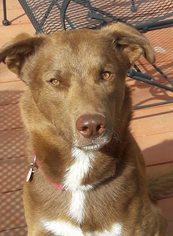 Border-Aussie Dogs for adoption in Kansas City, MO, USA