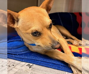 Chihuahua Dogs for adoption in Riverside, CA, USA