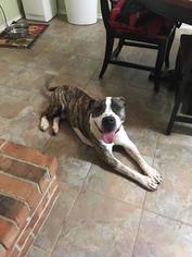 American Pit Bull Terrier-Unknown Mix Dogs for adoption in Rowlett, TX, USA
