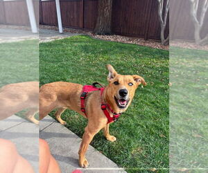 Huskies -Labrador Retriever Mix Dogs for adoption in Pacifica, CA, USA