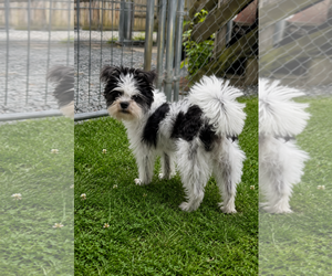Shih Tzu-Unknown Mix Dogs for adoption in Thomasville, NC, USA
