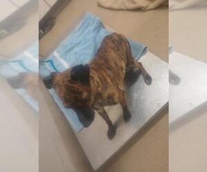 Chihuahua-Unknown Mix Dogs for adoption in Santa Maria, CA, USA