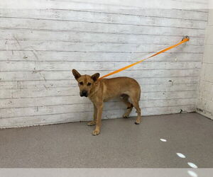 German Shepherd Dog-Unknown Mix Dogs for adoption in San Bernardino, CA, USA