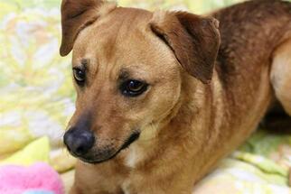 Labbe Dogs for adoption in Lacombe, LA, USA