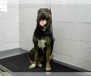 Shepweiller Dogs for adoption in Atlanta, GA, USA
