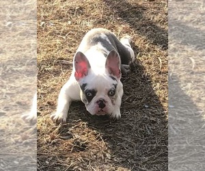 French Bulldog Dogs for adoption in Spring Lake, NJ, USA