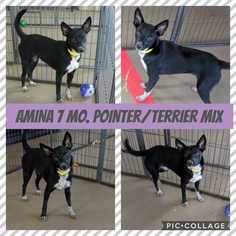 Small Pointer Mix