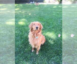 Golden Retriever Dogs for adoption in Plainfield, IL, USA