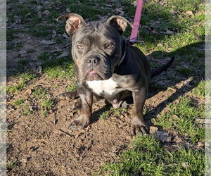 Mutt Dogs for adoption in Euless, TX, USA