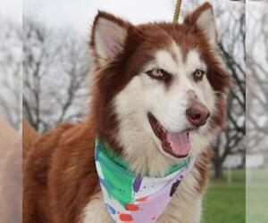 Siberian Husky Dogs for adoption in Von Ormy, TX, USA