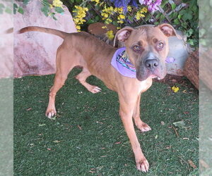 Mutt Dogs for adoption in Oklahoma City, OK, USA