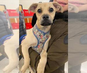 Chug Dogs for adoption in Cranston, RI, USA