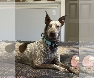 Mutt Dogs for adoption in Harrisburg, PA, USA