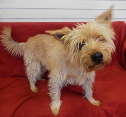 Cairn Terrier Dogs for adoption in Amarillo, TX, USA