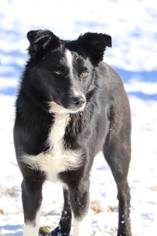 Border Collie Dogs for adoption in Paisley, OR, USA