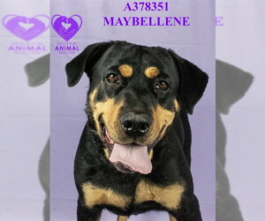 Rotterman Dogs for adoption in Stockton, CA, USA