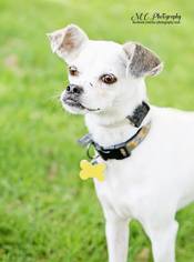 Jack Chi Dogs for adoption in Salt Lake City, UT, USA