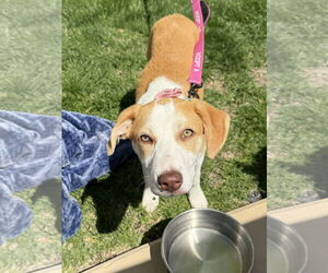 Sheprador Dogs for adoption in Omaha, NE, USA