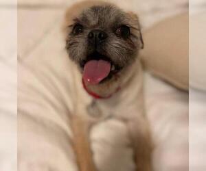 Brussels Griffon Dogs for adoption in Woodside, NY, USA