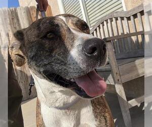 Mutt Dogs for adoption in Bakersfield, CA, USA