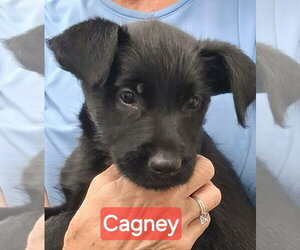 GIANT SCHNAUZER -Unknown Mix Dogs for adoption in Aurora, IN, USA