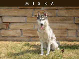 Siberian Husky Dogs for adoption in Toronto, Ontario, Canada