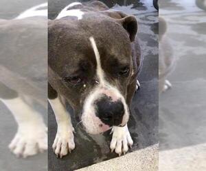 American Pit Bull Terrier Dogs for adoption in Riverside, CA, USA
