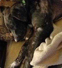 Catahoula Leopard Dog Dogs for adoption in Alexandria, MN, USA
