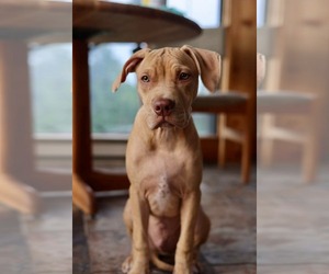 American Pit Bull Terrier-American Staffordshire Terrier Mix Dogs for adoption in Duluth, MN, USA