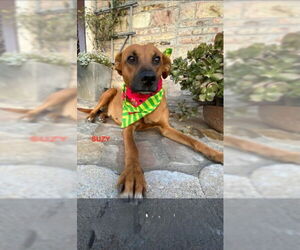 Black Mouth Cur-Unknown Mix Dogs for adoption in Woodland Hills, CA, USA