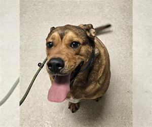 Mastiff-Unknown Mix Dogs for adoption in Bakersfield, CA, USA