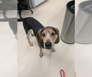 Beagle Dogs for adoption in Center Township, PA, USA