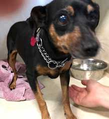 Miniature Pinscher Dogs for adoption in Sylmar, CA, USA