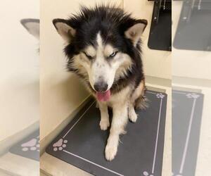 Siberian Husky Dogs for adoption in Fremont, CA, USA