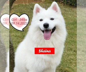 Samoyed Dogs for adoption in West Hollywood, CA, USA