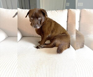 Mutt Dogs for adoption in St. Louis Park, MN, USA
