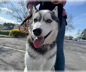 Siberian Husky Dogs for adoption in Martinez, CA, USA