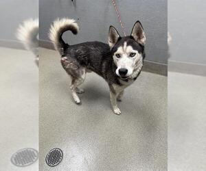 Siberian Husky-Unknown Mix Dogs for adoption in Las Vegas, NV, USA