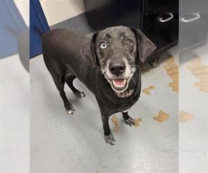 Labsky Dogs for adoption in Peoria, IL, USA