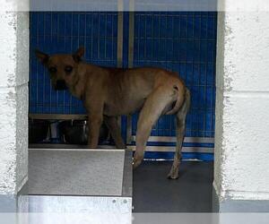 Chinese Shar-Pei-Unknown Mix Dogs for adoption in Visalia, CA, USA