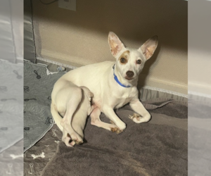 Jack Chi Dogs for adoption in Raleigh, NC, USA