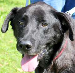 Labrador Retriever Dogs for adoption in Jefferson, WI, USA
