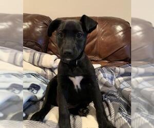 Medium Photo #1 Labrador Retriever-Unknown Mix Puppy For Sale in Morganville, NJ, USA