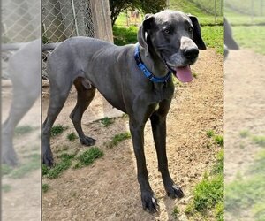 Great Dane Dogs for adoption in Aurora, OH, USA